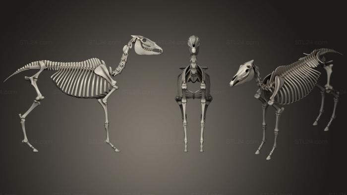 Anatomy of skeletons and skulls (Horse Skeleton, ANTM_0664) 3D models for cnc